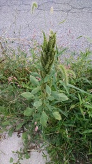 Amaranthus retroflexus