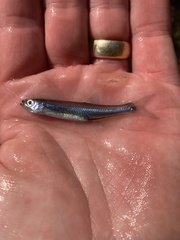 Ouachita Mountain Shiner photo 2