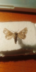 Acronicta geographica