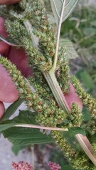 Amaranthus retroflexus