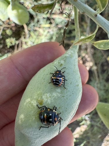 iNaturalist observation photo of Harlequin Bug