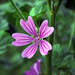 Common Mallow - Photo (c) Cristina Florentina Pelcaru, some rights reserved (CC BY-NC), uploaded by Cristina Florentina Pelcaru
