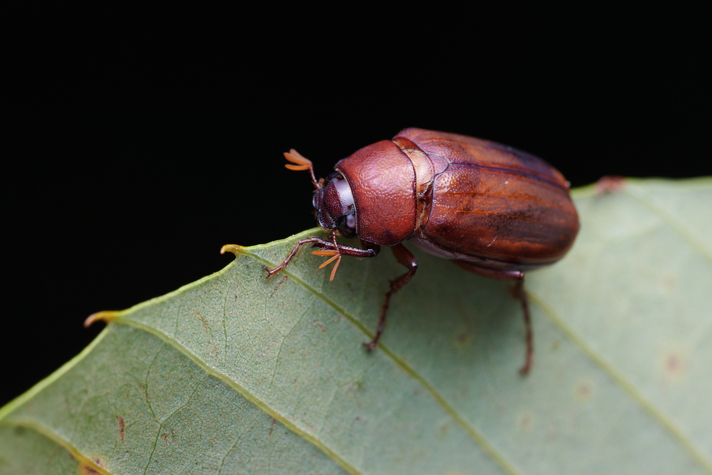 Soorabi Insect Sophrops from 中国杭州市临安区浙西大峡谷 on August 1, 2024 at 09:13 PM by Li Jianbo ...