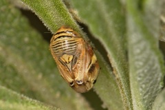 Clastoptera lineatocollis