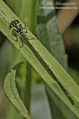 Ischnura posita