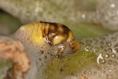 Clastoptera lineatocollis