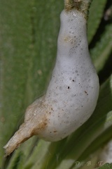 Clastoptera lineatocollis