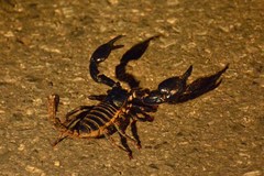 Heterometrus laoticus