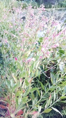 Oenothera gaura