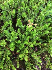 Phyllodoce