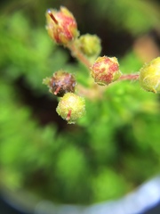 Phyllodoce