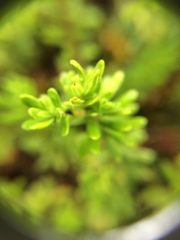 Phyllodoce