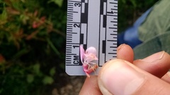 Oenothera gaura