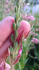 Oenothera gaura