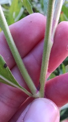 Oenothera gaura