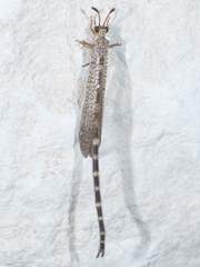 Clathroneuria schwarzi