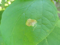 Amauromyza pleuralis