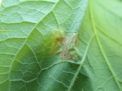 Amauromyza pleuralis