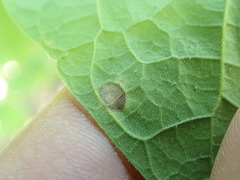 Alternaria catalpae