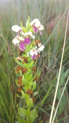 Brachycorythis conica transvaalensis