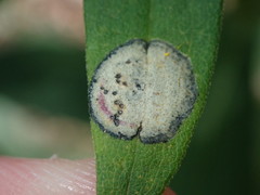 Photo of Asteromyia carbonifera gall on Solidago leaf