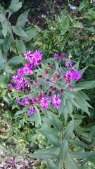 Vernonia missurica