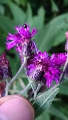 Vernonia missurica