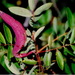 Baizongia pistaciae - Photo (c) José María Escolano, algunos derechos reservados (CC BY-NC-SA)