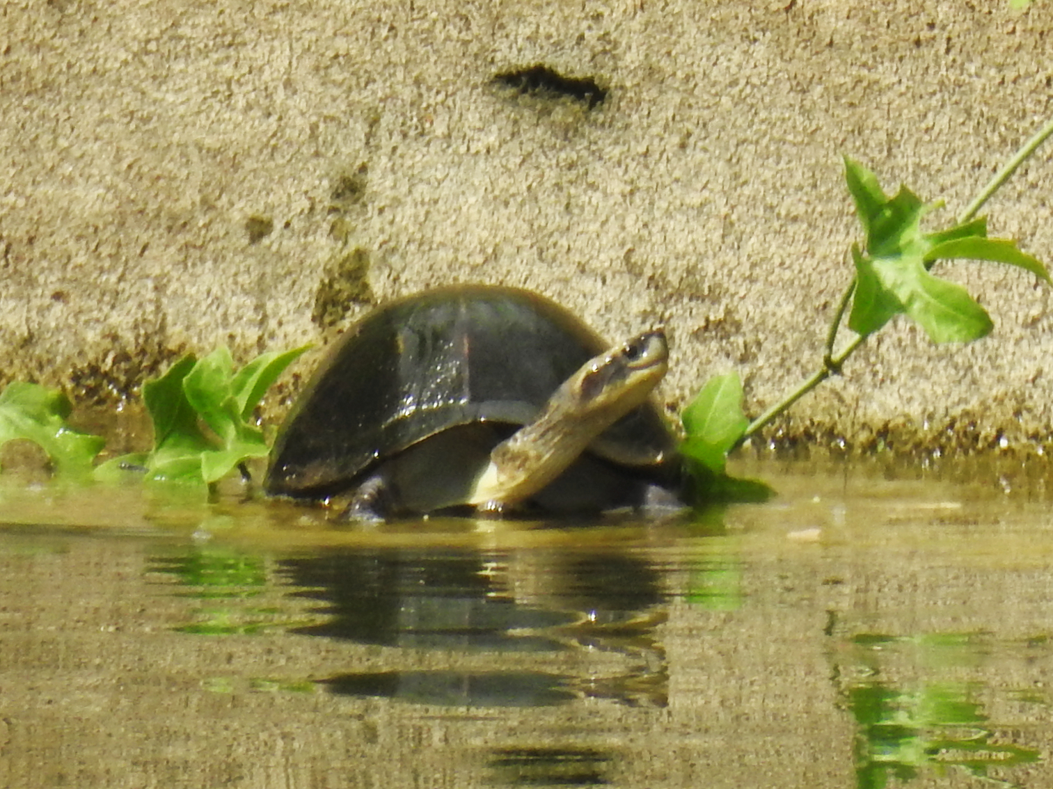 Indian Black Turtle