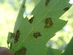 Eriophyes aceris