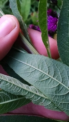 Vernonia missurica