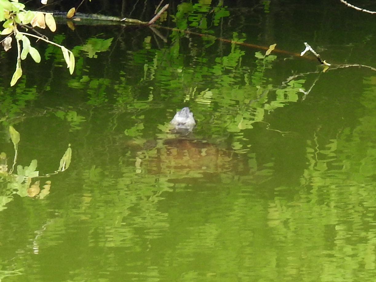 Indian Black Turtle