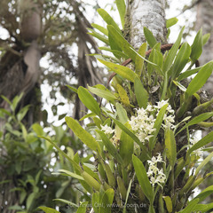 Prosthechea fragrans