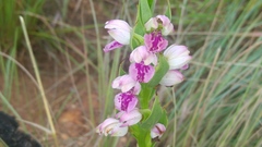 Brachycorythis conica transvaalensis