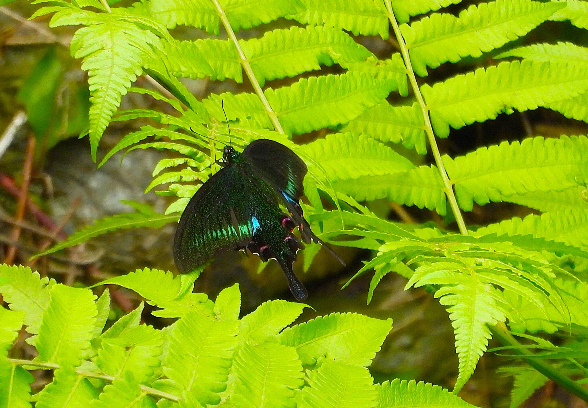 Common Peacock