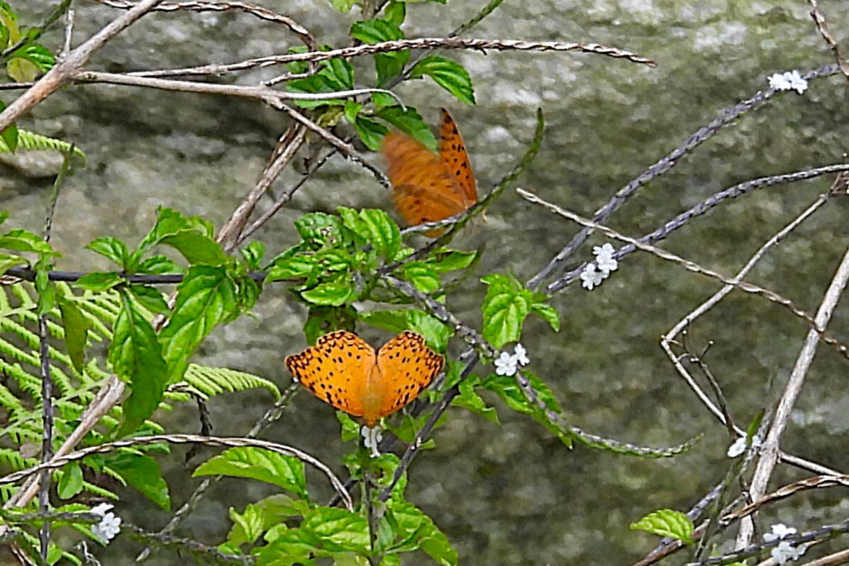 Common Leopard