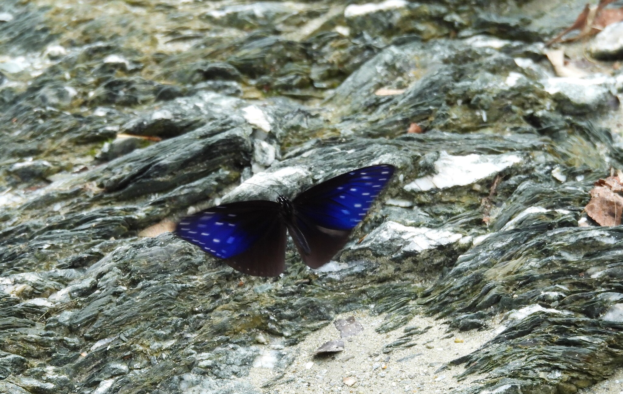 Striped Blue Crow