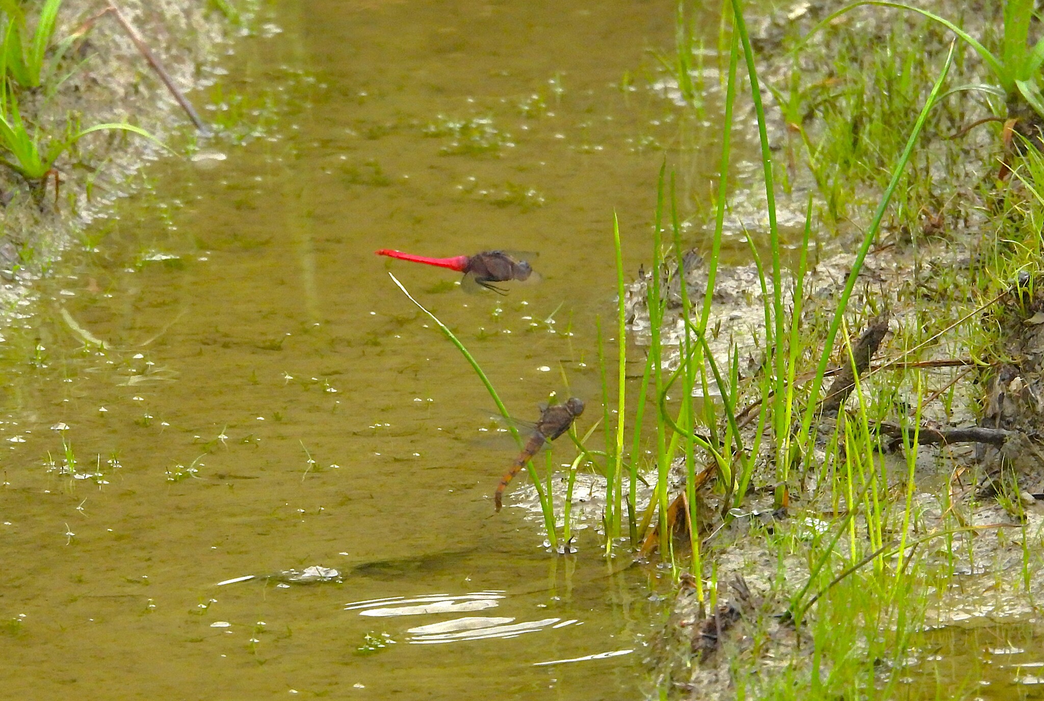 Crimson-Tailed Marsh Hawk