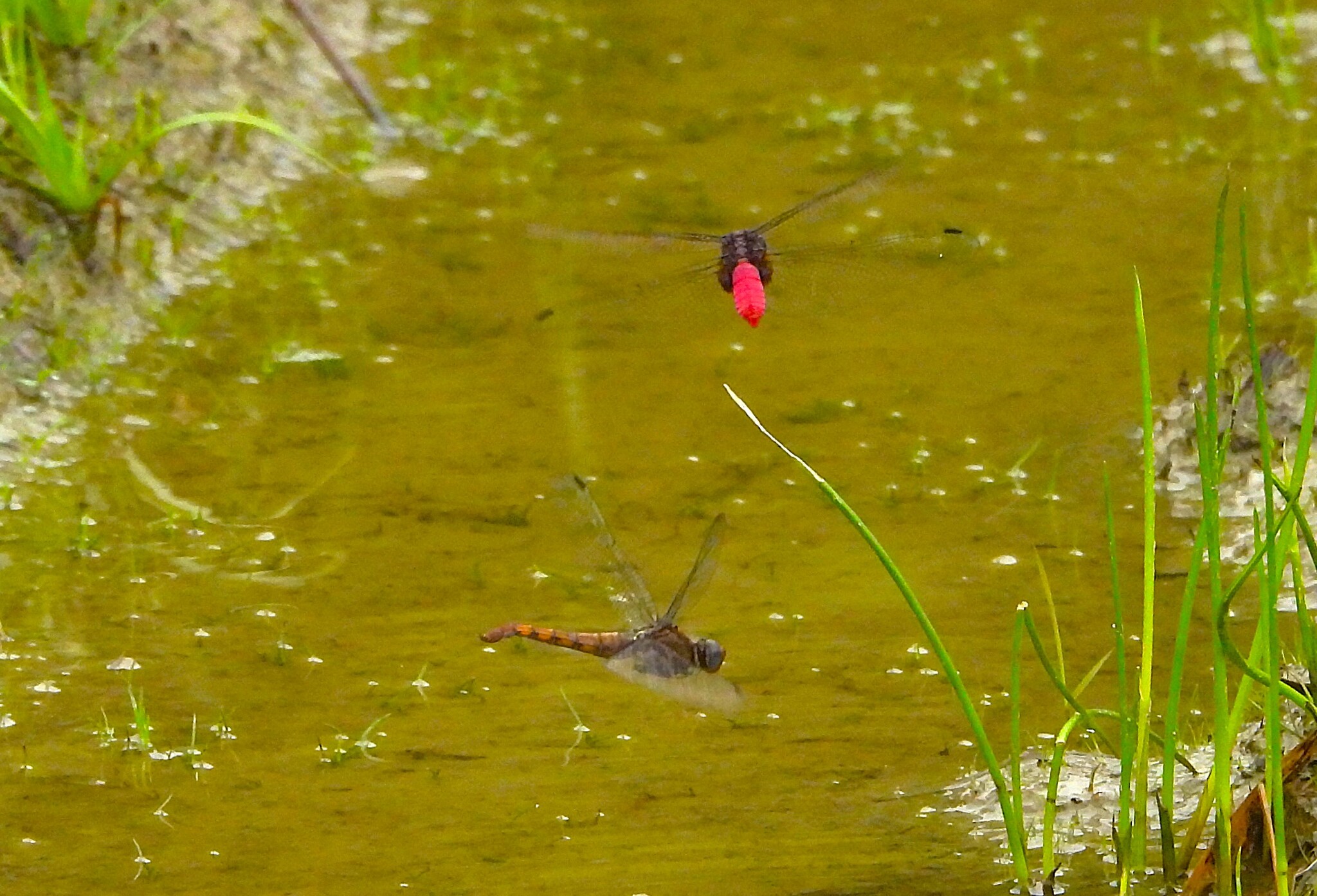 Crimson-Tailed Marsh Hawk