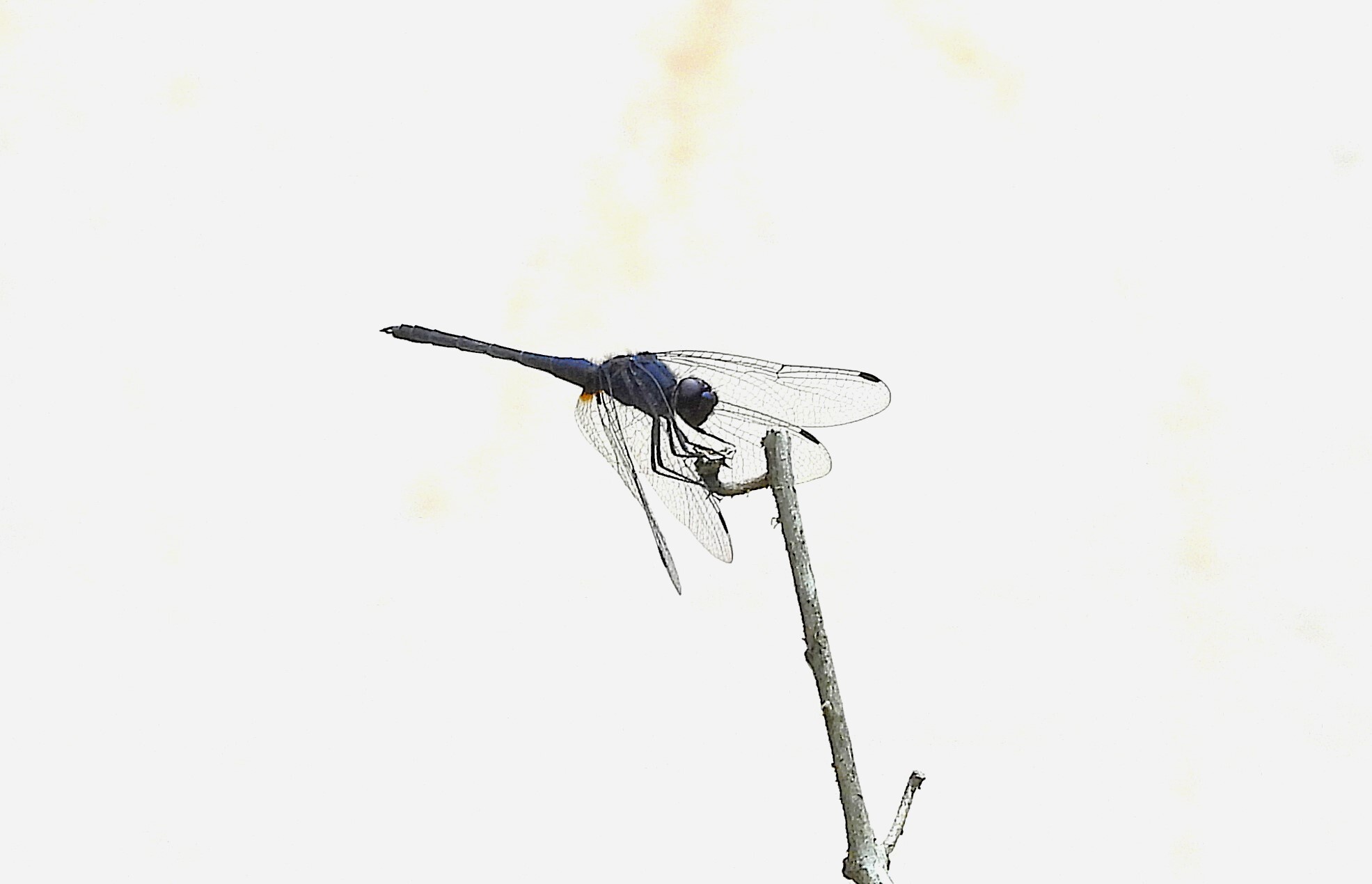 Black Stream Glider