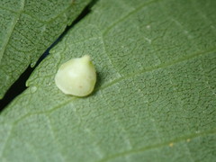 Caryomyia sanguinolenta