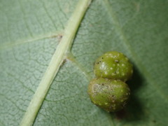 Caryomyia tuberculata