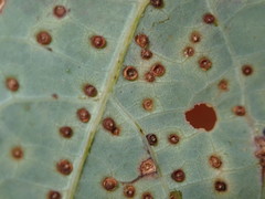 Neuroterus tantulus