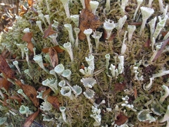 Cladonia deformis