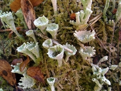 Cladonia deformis