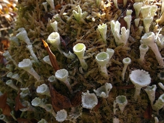 Cladonia deformis