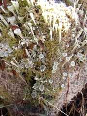 Cladonia deformis
