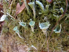 Cladonia deformis