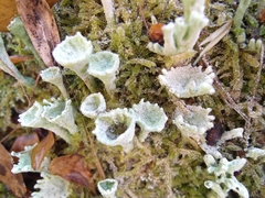 Cladonia deformis