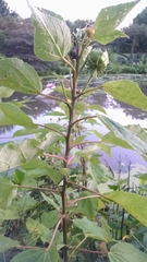 Hibiscus moscheutos